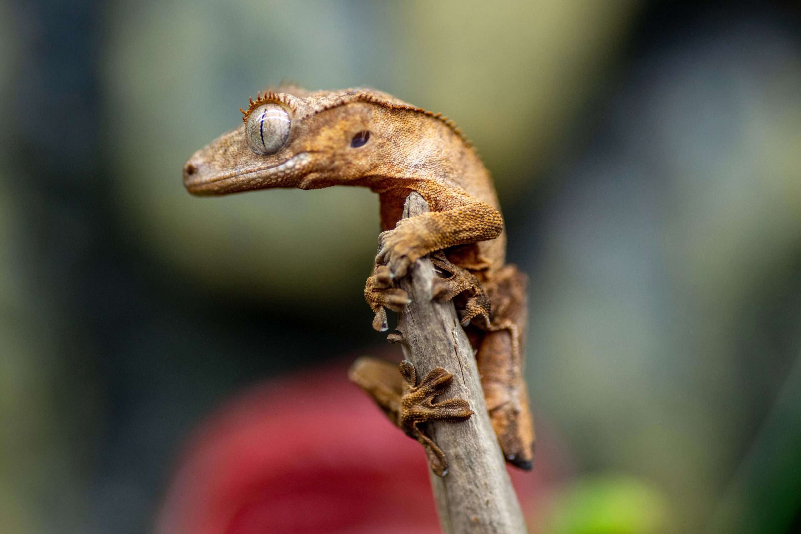 care-of-crested-geckos
