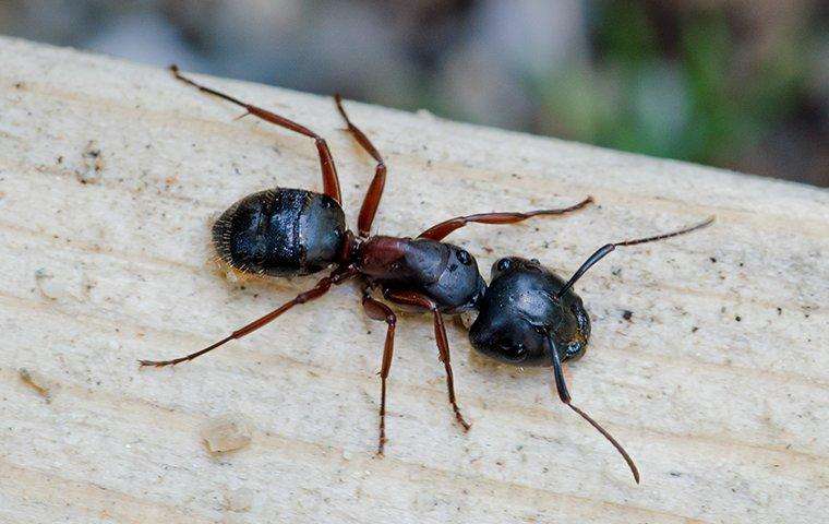 carpenter-ant-