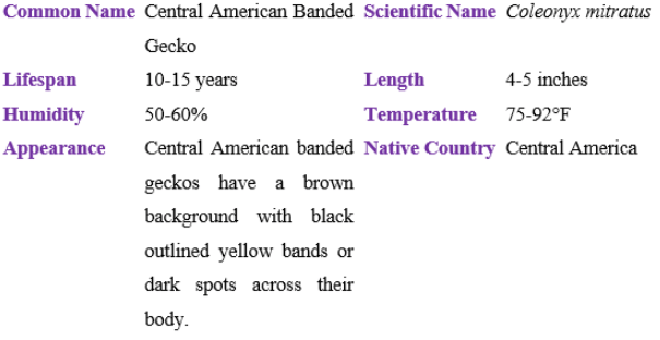 central american banded gecko table