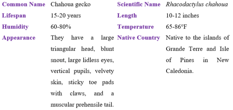 chahoua gecko table