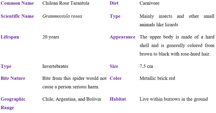 chilean rose tarantula table