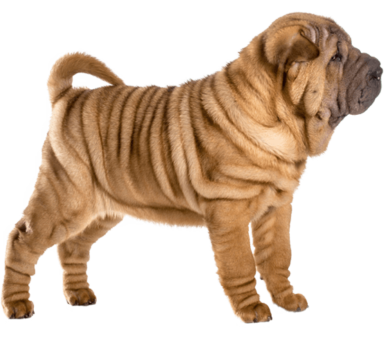 chinese shar-pei dog