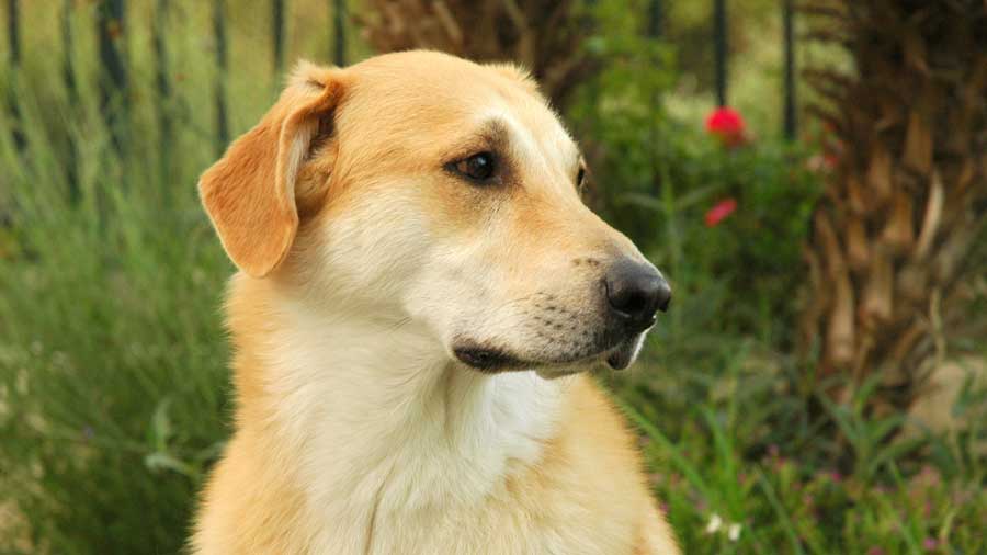 chinook dog