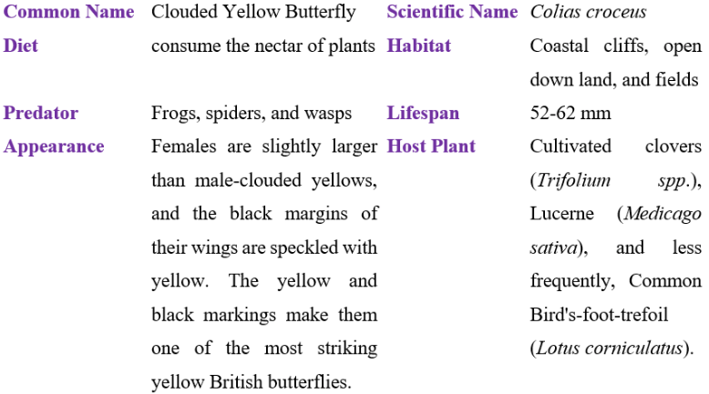 clouded yellow butterfly table