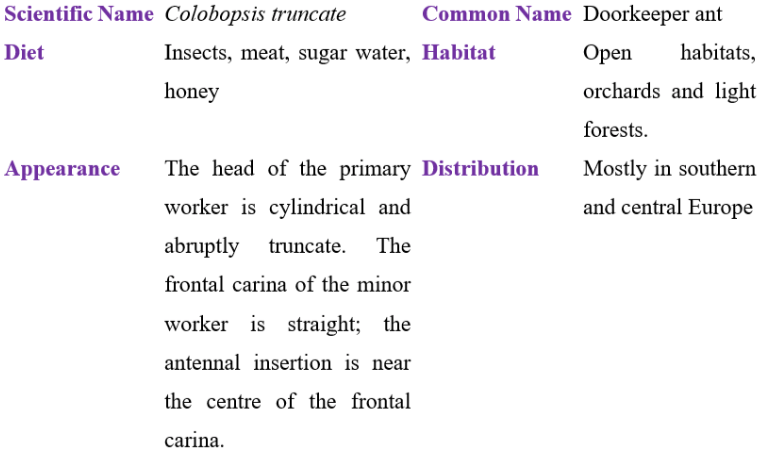 colobopsis truncate table