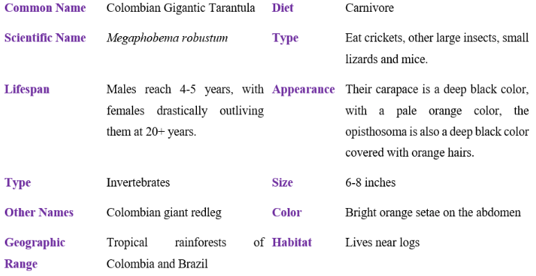 colombian Giant Tarantula table