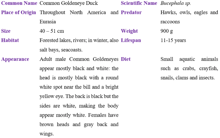 common goldeneye duck table