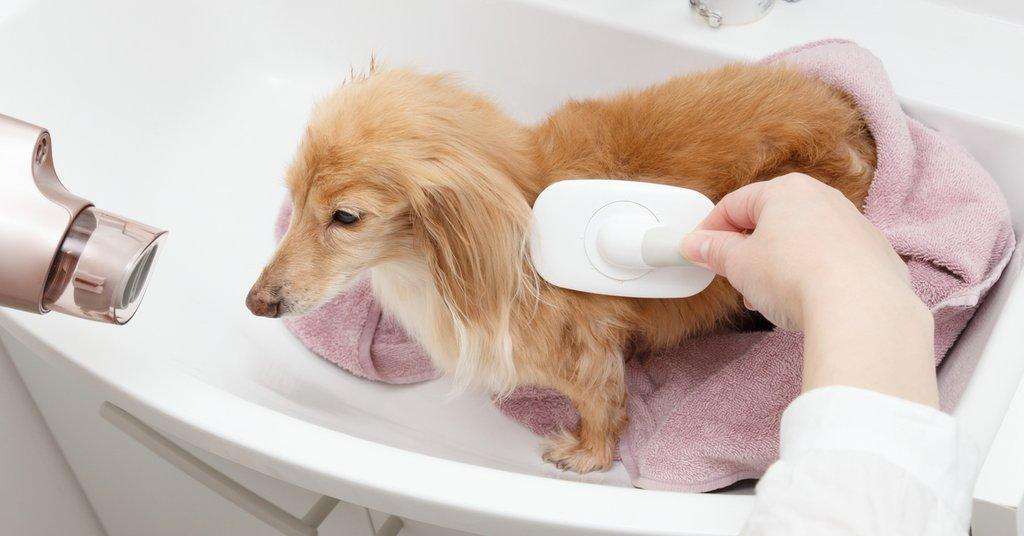 dachshund grooming