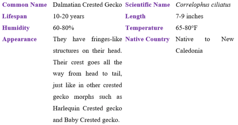 dalmatian crested gecko table