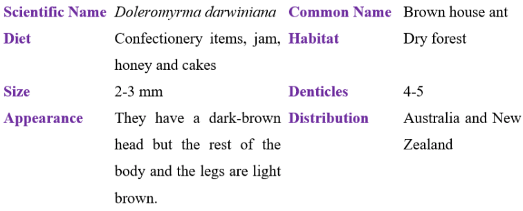doleromyrma darwiniana table