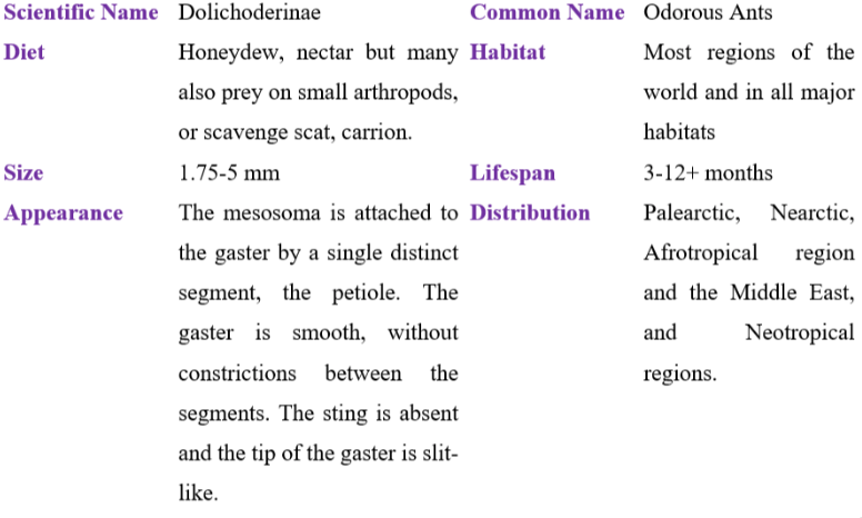dolichoderinae table