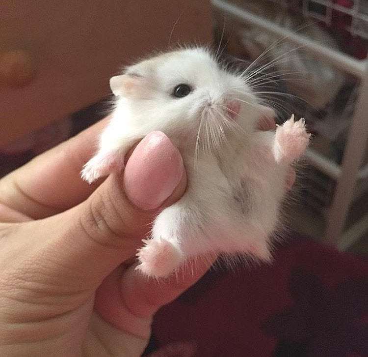 dwarf hamster breed