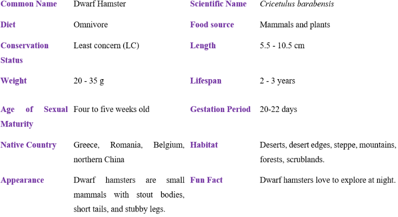 dwarf hamster table