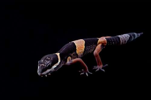 East Indian Leopard Gecko