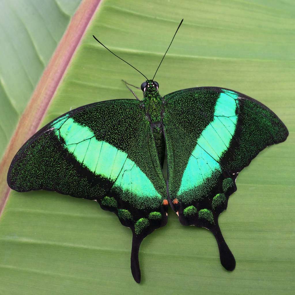 emerald-swallowtail-butterfly
