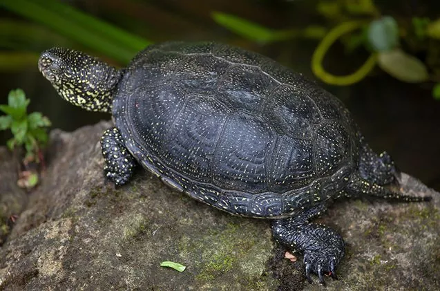european-pond-turtle