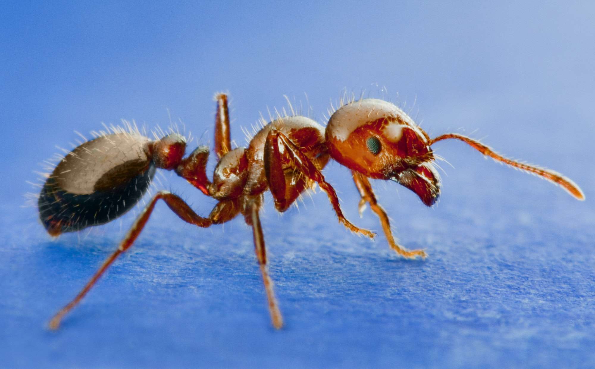 fire-ant-