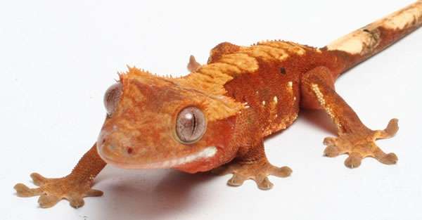 flame_crested_gecko