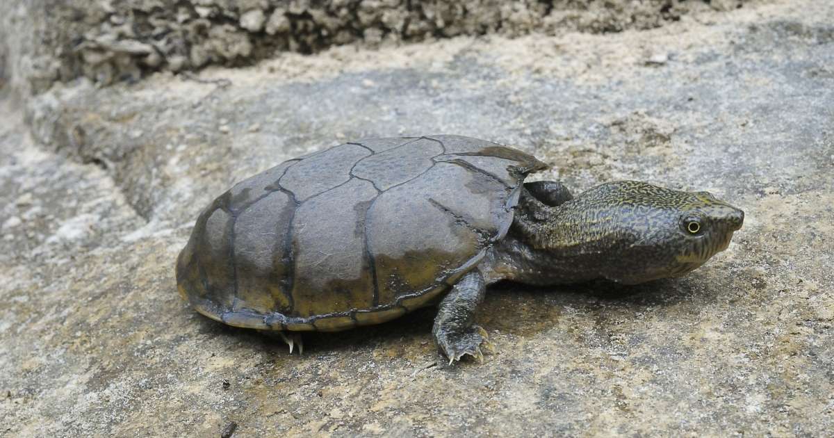 flattened-musk-turtle