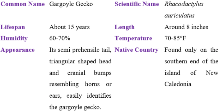gargoyle gecko table