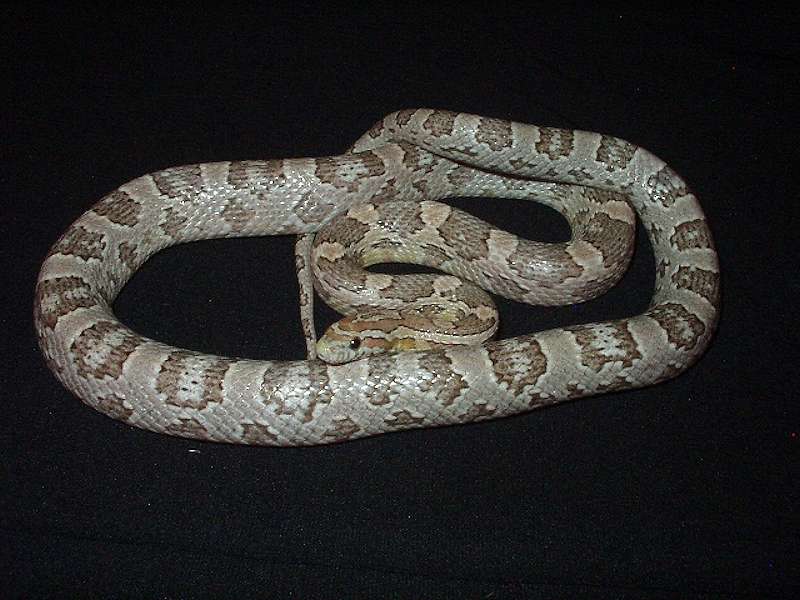 ghost-corn snake