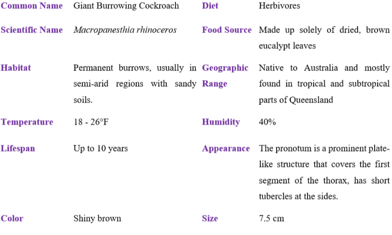 giant burrowing cockroach table