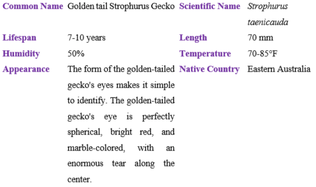 golden tail strorphurus gecko table