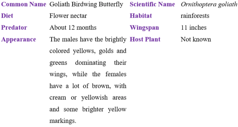goliath birdwing butterfly table
