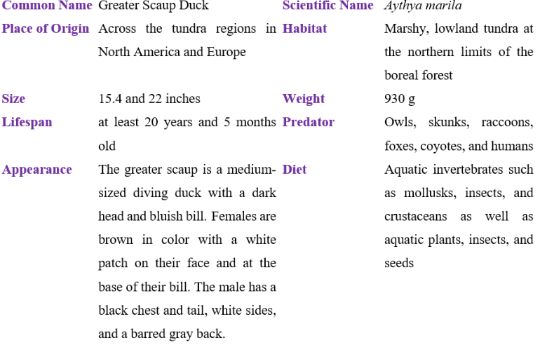 greater scaup duck table