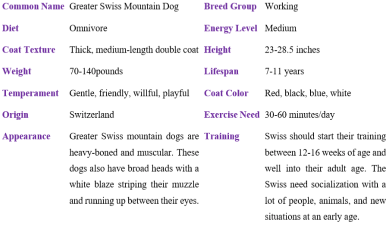 greater swiss mountain dog table