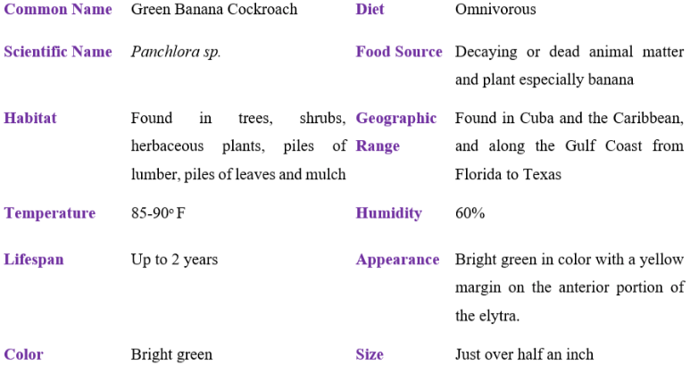green banana cockroach table