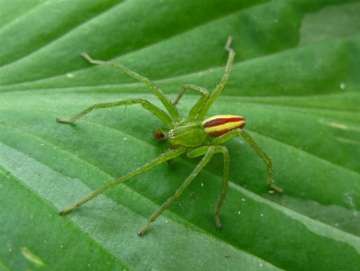 green-hunstman spider