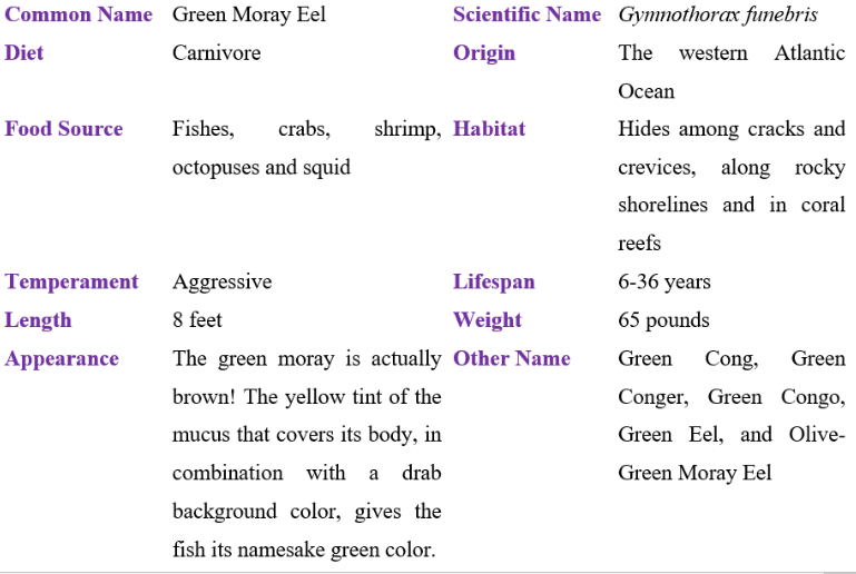 green moray eel table