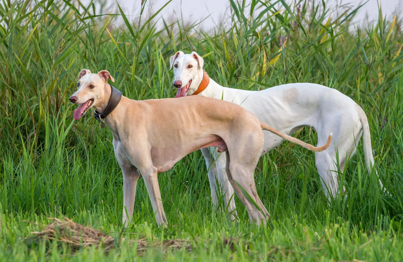 greyhound-dogs