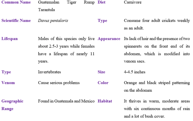 guatemalan tiger rump tarantula table