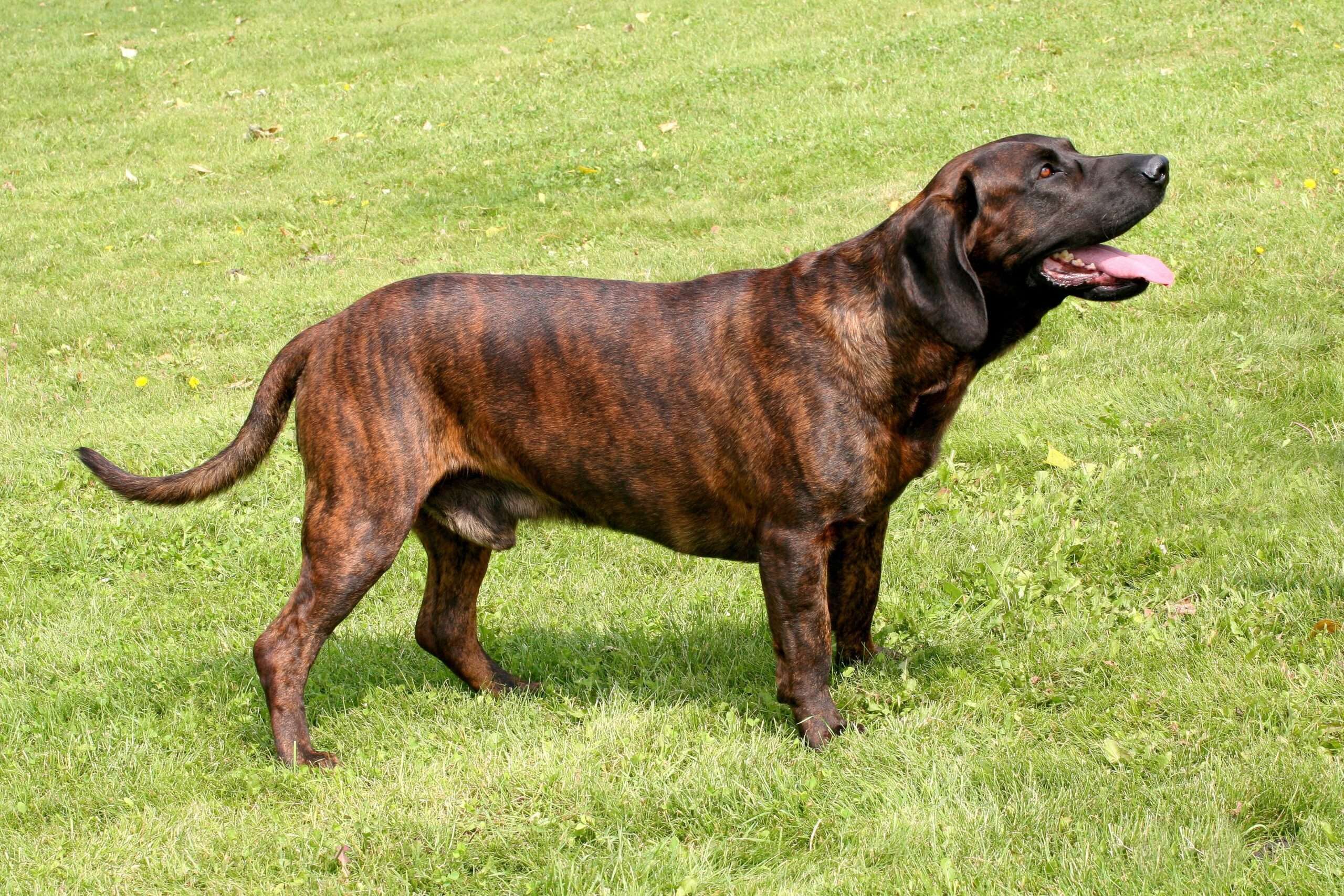 hanoverian-scenthound-dog