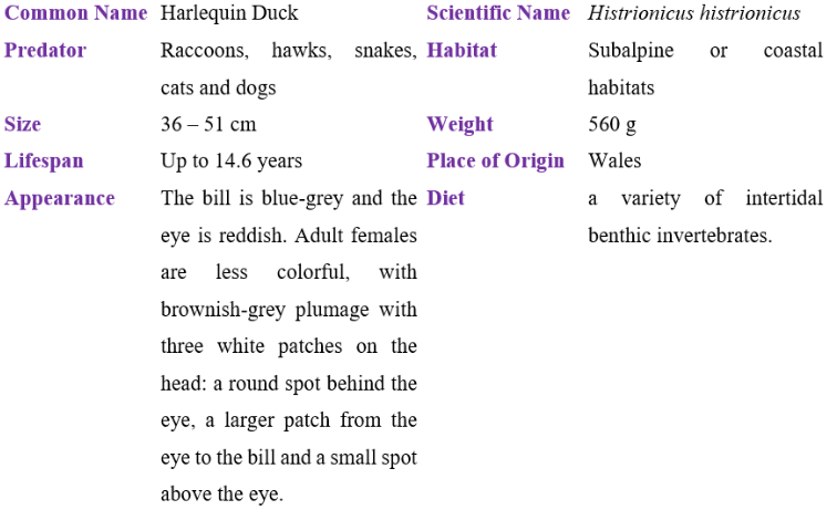 harlequin duck table