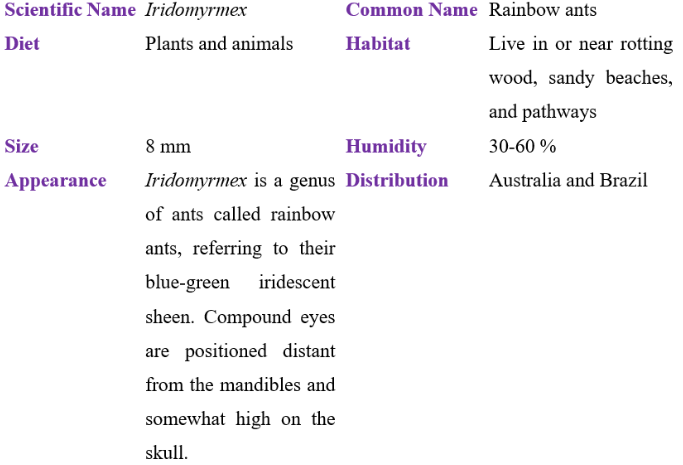 iridomyrmex table