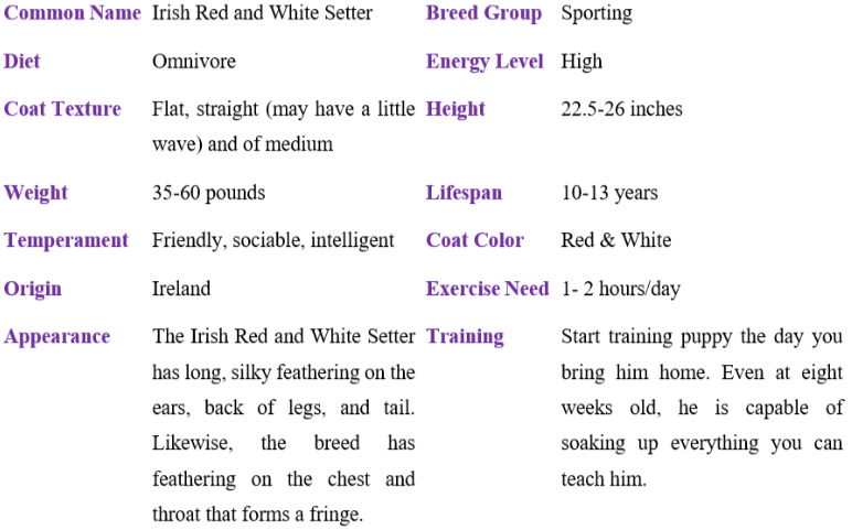 irish red and white setter table