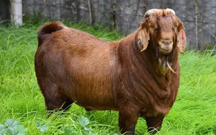 kalahari-red-goat-