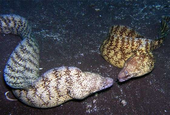 kidako-moray-eel