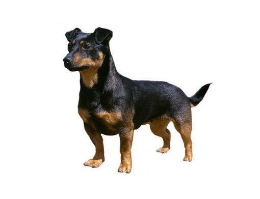 lancashire-heeler dog
