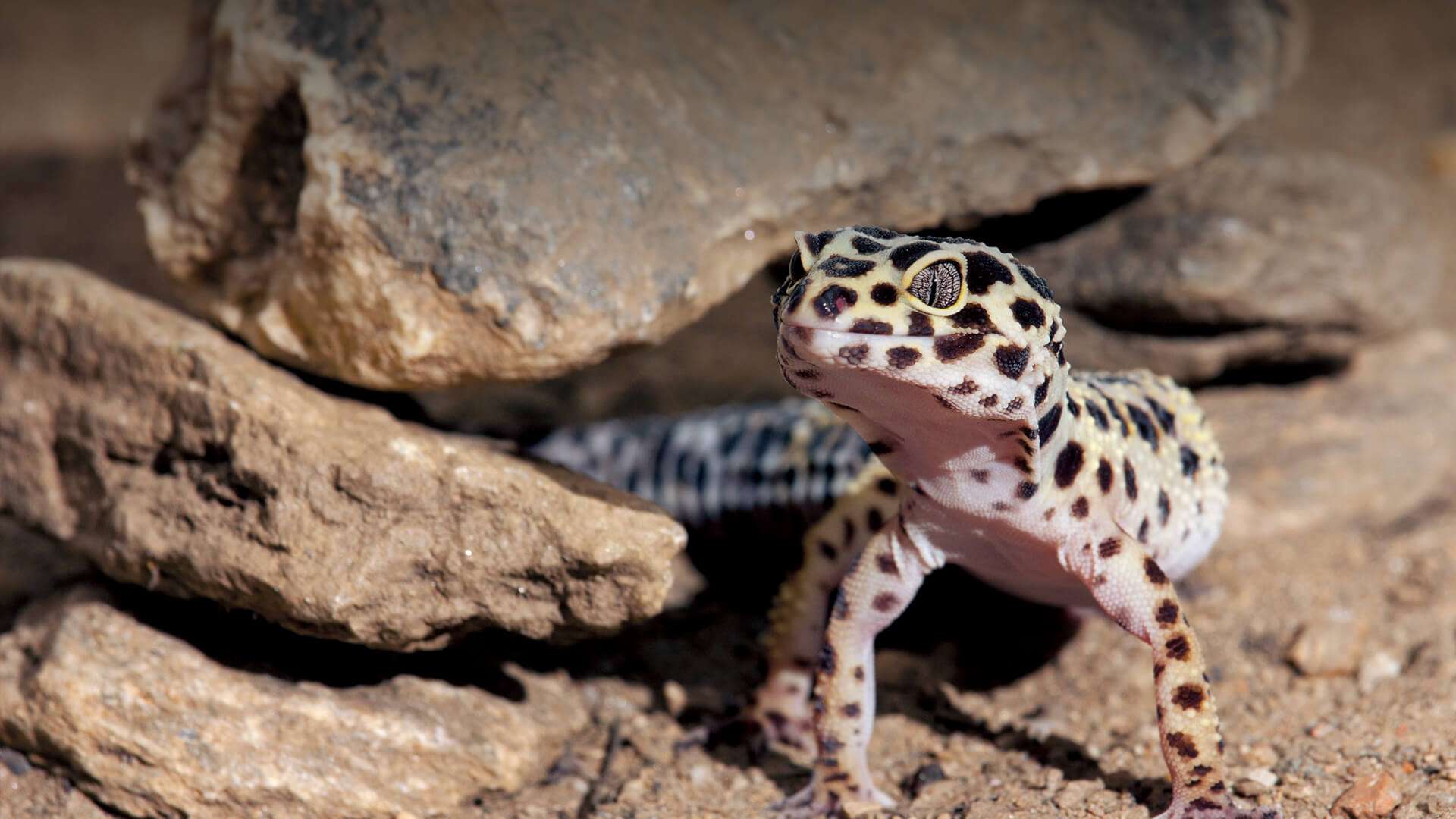 leopardgecko