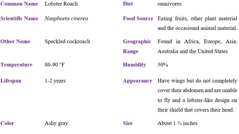 lobster roach table