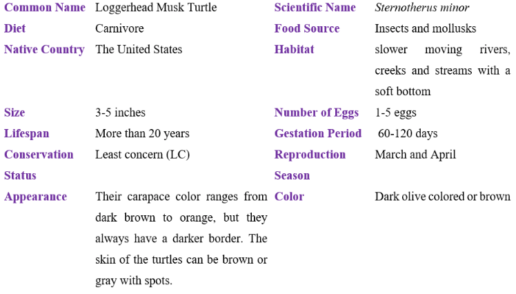 loggerhead musk turtle table