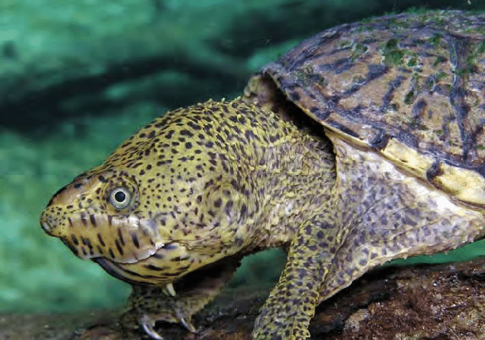 loggerhead-musk-turtle