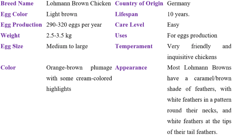 lohmann brown chicken table