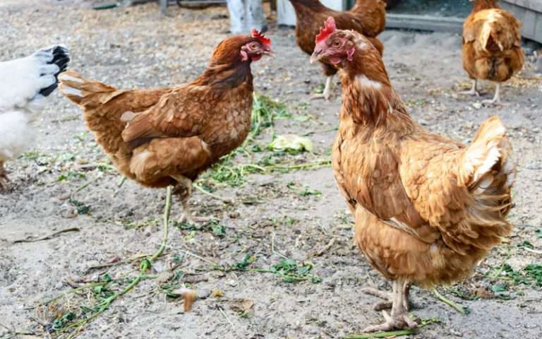 lohmann-brown chickens