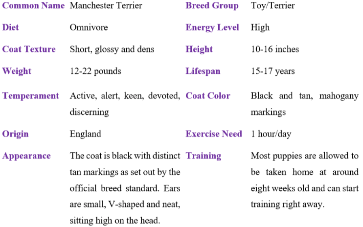 manchester terrier table