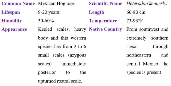 mexican hognose table